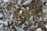 Wilhelmsia physodes. Цветущие и плодоносящие растения. Чукотка, побережье бухты Провидения. 30.07.2014.