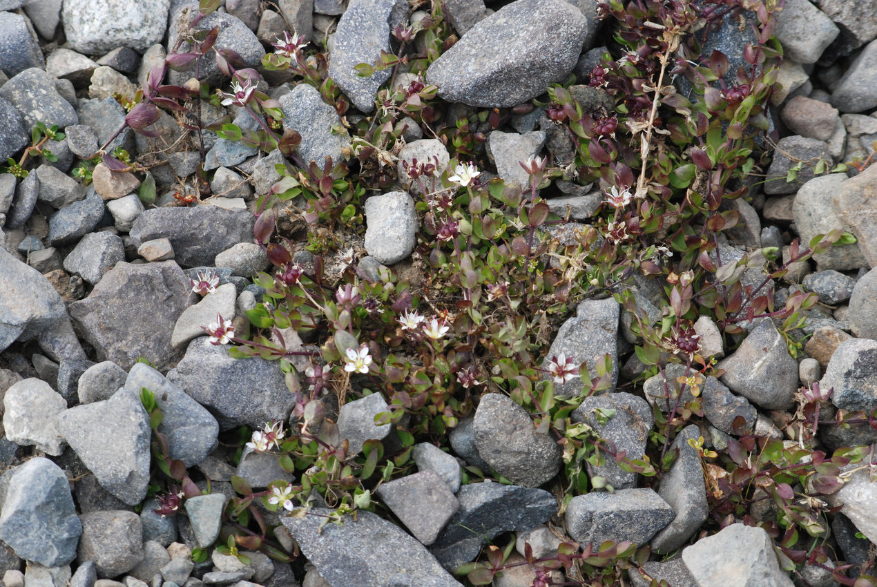 Image of Wilhelmsia physodes specimen.