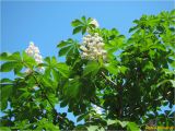 Aesculus hippocastanum. Верхушка растения с соцветиями. Украина, г. Николаев, Заводской р-н, парк \"Лески\". 07.05.2012.