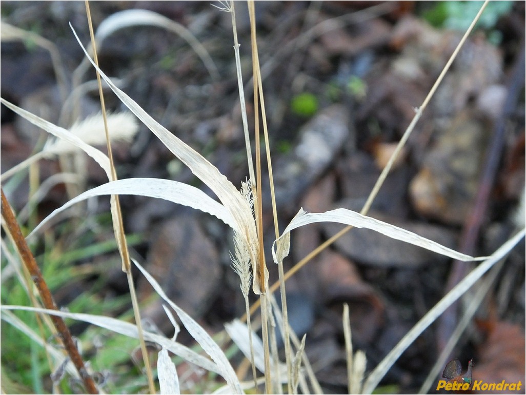 Image of genus Setaria specimen.