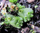 Marchantia polymorpha. Талломы с выводковыми корзинками. Окр. Архангельска, свалка древесных отходов. 23.04.2011.