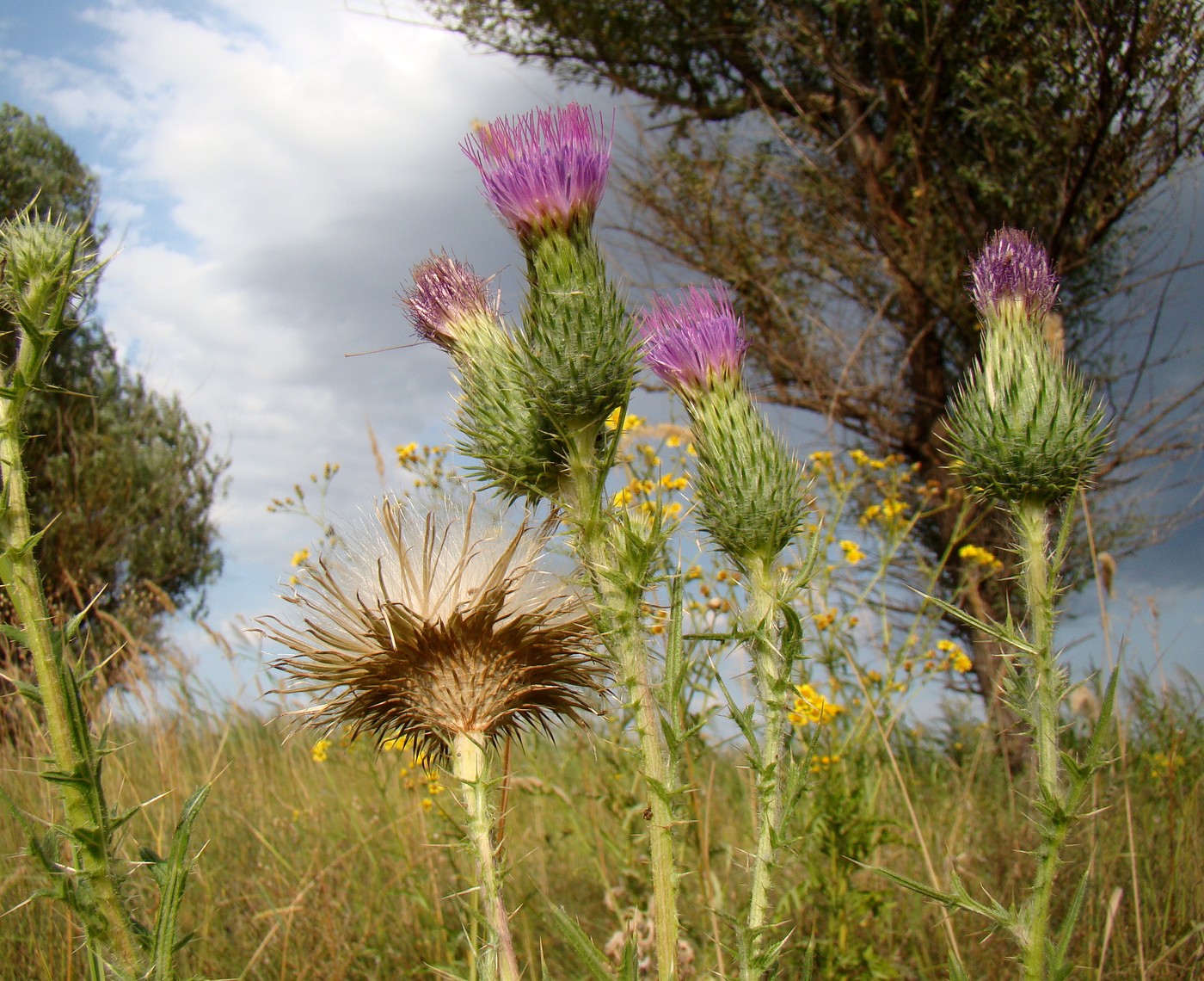 Image of Cirsium vulgare specimen.