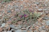 род Oxytropis