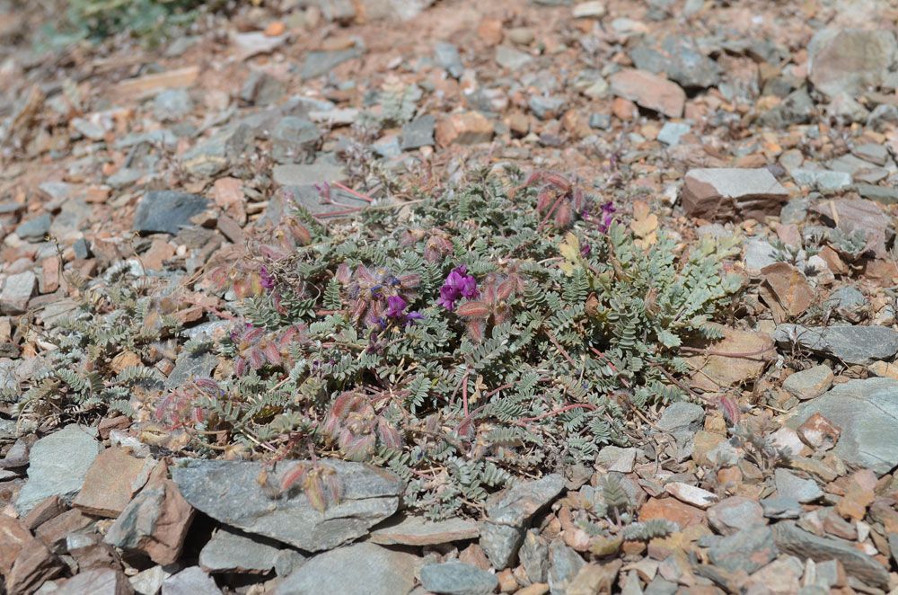 Image of genus Oxytropis specimen.