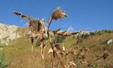 Cirsium chlorocomos