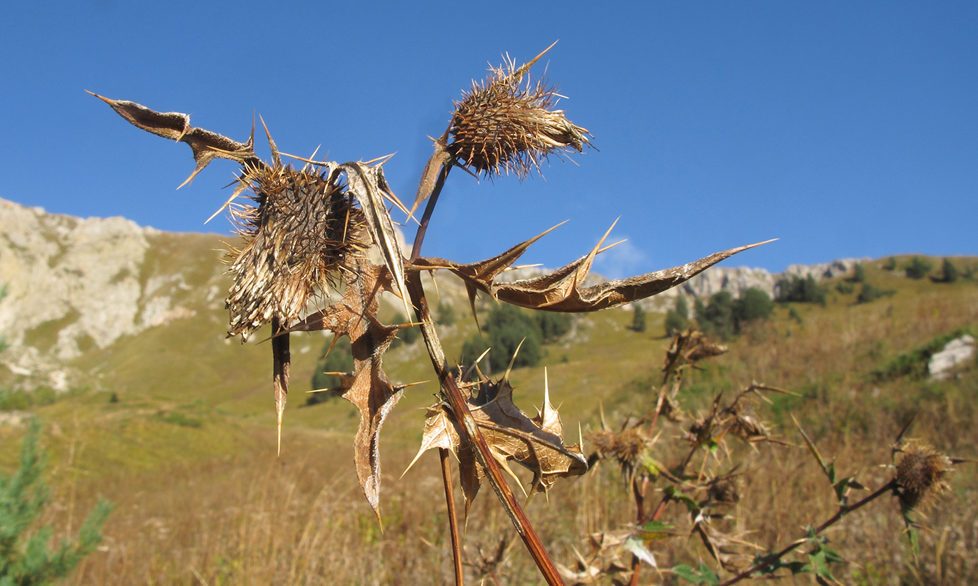 Изображение особи Cirsium chlorocomos.