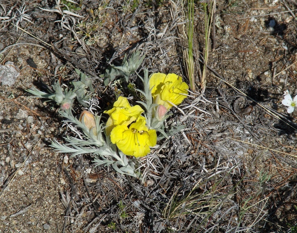 Image of Cymbaria daurica specimen.