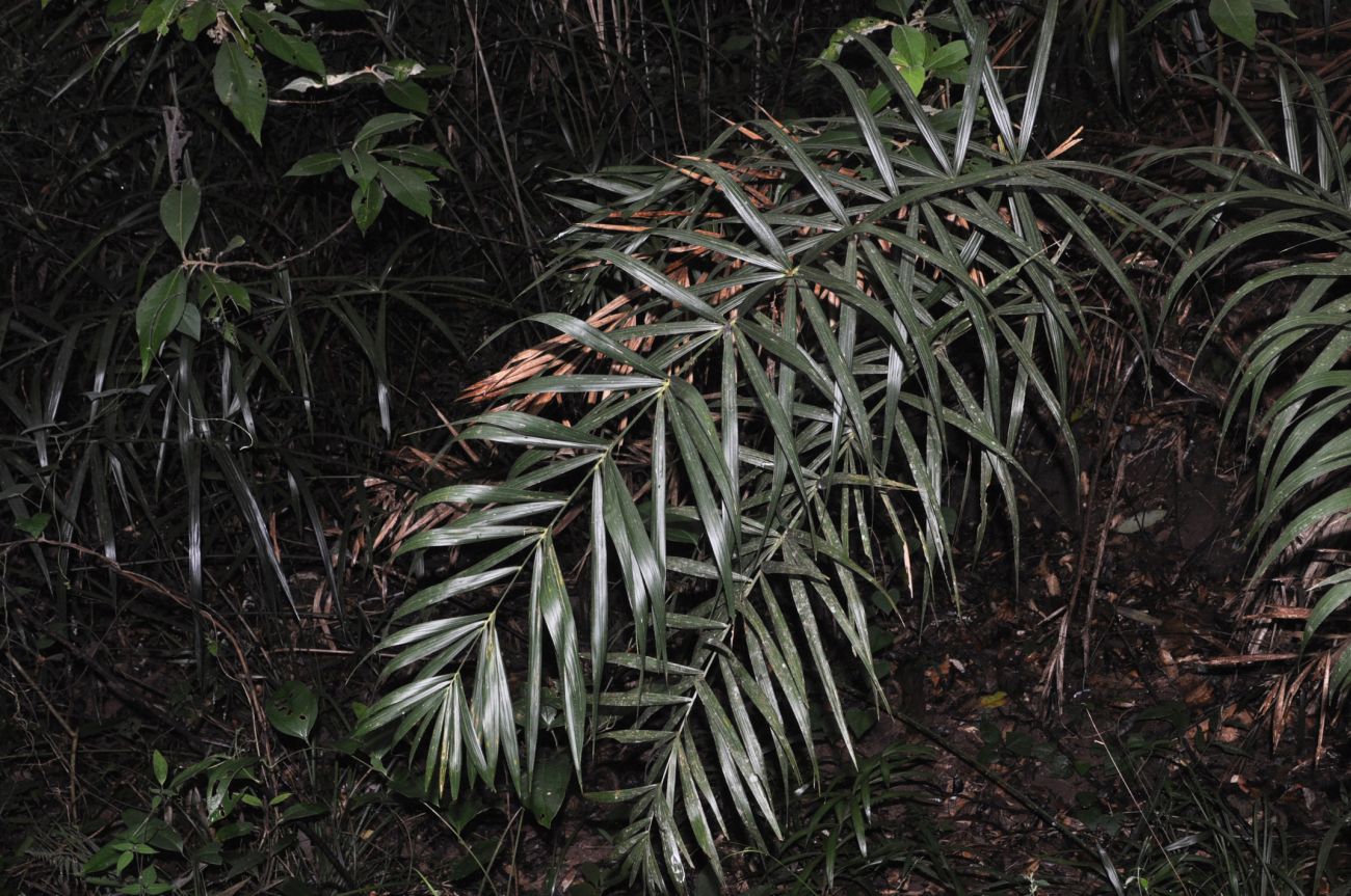 Image of familia Arecaceae specimen.