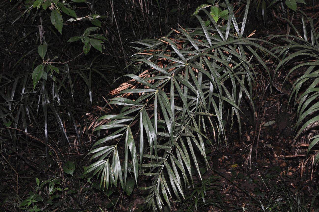 Изображение особи семейство Arecaceae.