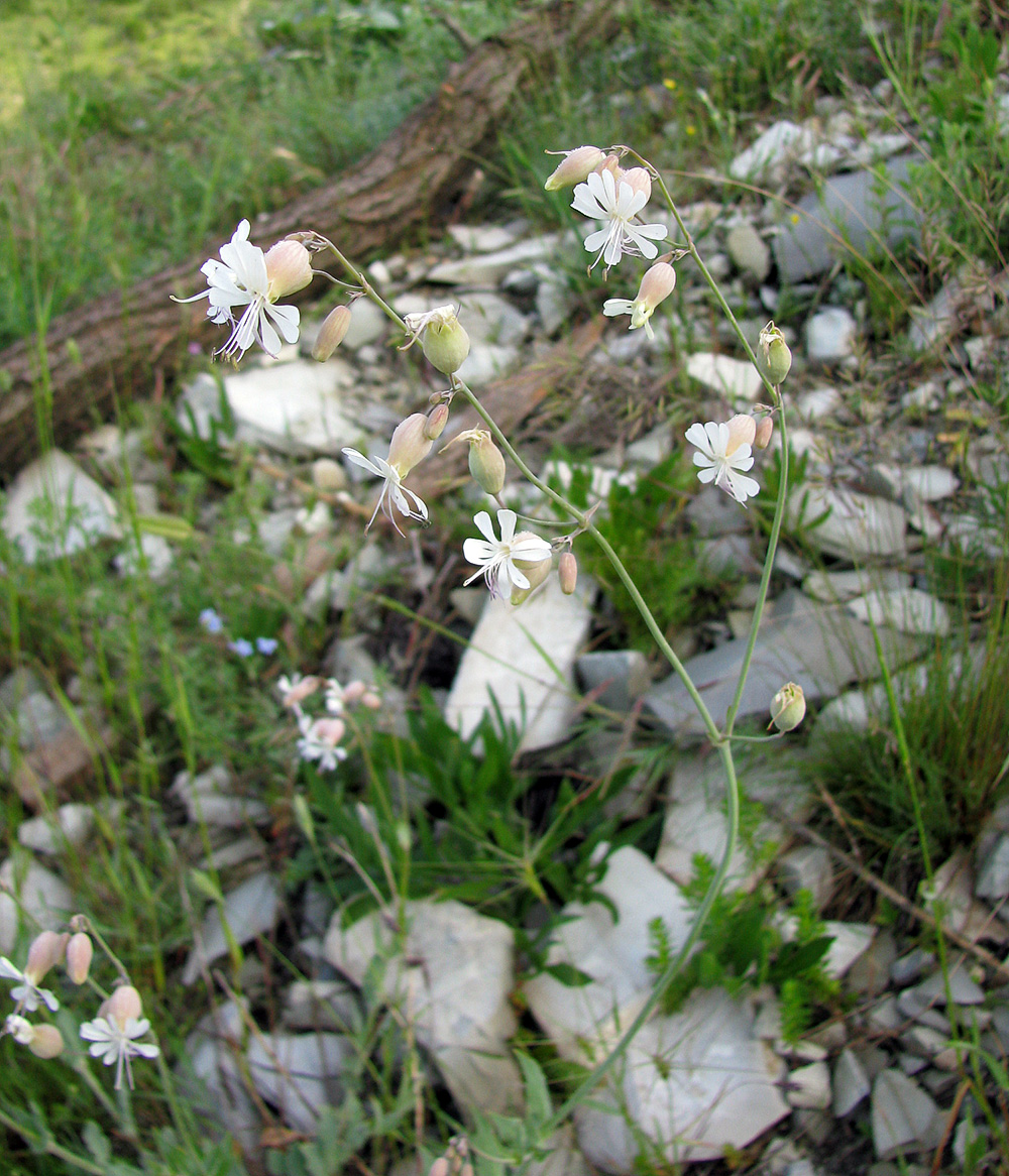 Изображение особи Oberna crispata.
