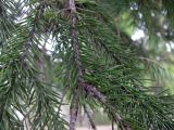 Picea obovata. Часть ветви. Свердловская обл., окр. г. Североуральск, скальные выходы в р-не известнякового карьера. 07.05.2017.