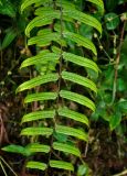 Goniophlebium percussum. Часть вайи с сорусами (вид сверху). Малайзия, Камеронское нагорье, ≈ 1500 м н.у.м., опушка влажного тропического леса. 03.05.2017.