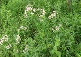genus Valeriana