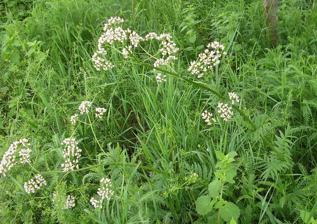 Изображение особи род Valeriana.