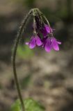 Cortusa sachalinensis. Соцветие. Костромская обл., Судиславский р-н, дер. Антипино, в культуре. 15.05.2018.