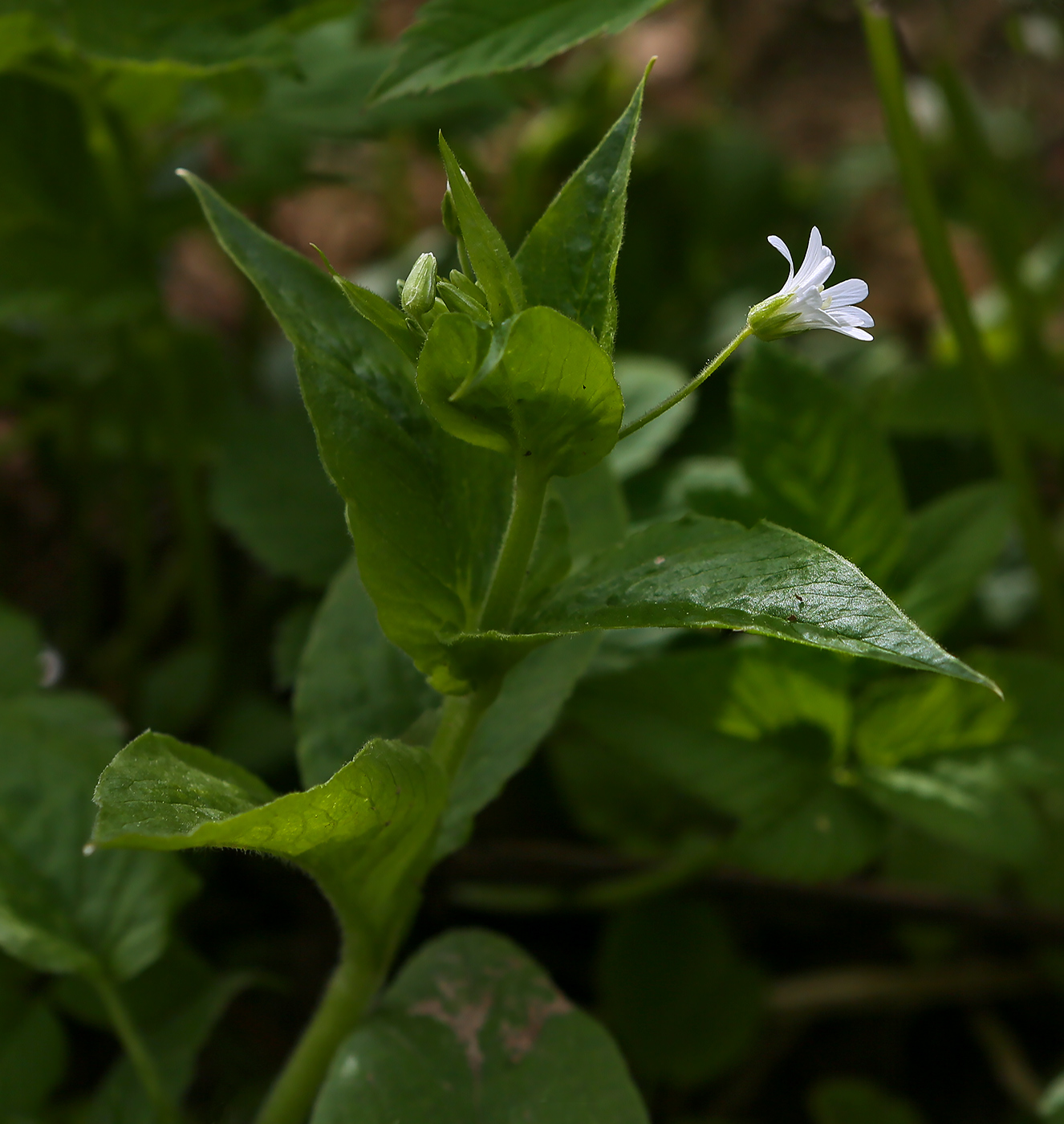Image of Stellaria nemorum specimen.