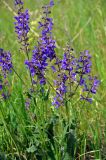 Salvia pratensis. Верхушки цветущих растений. Тульская обл., Ефремовский р-н, долина р. Красивая Меча, разнотравная степь. 03.06.2018.
