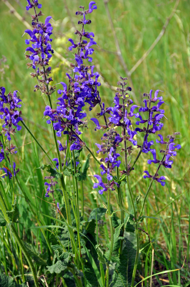 Изображение особи Salvia pratensis.