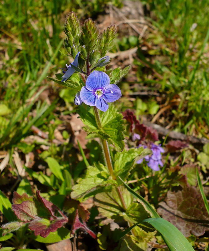 Image of Veronica chamaedrys specimen.