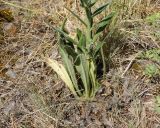 Echium vulgare