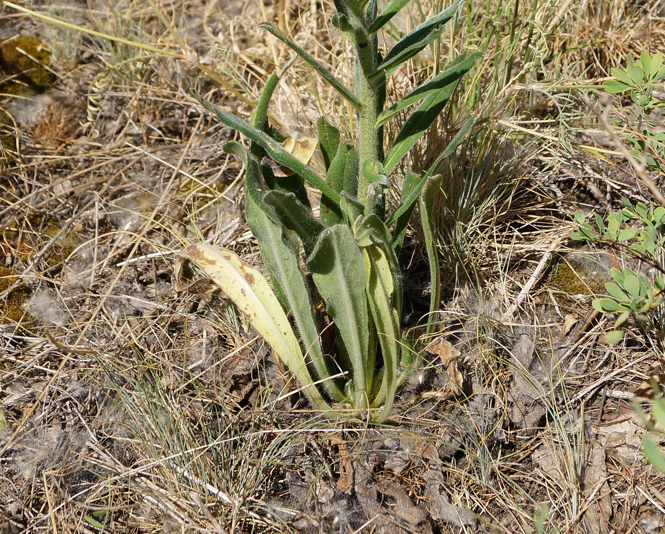 Image of Echium vulgare specimen.