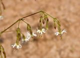 Silene nutans. Верхушка соцветия. Московская обл., Орехово-Зуевский р-н, долина р. Нерская, песчаный участок вырубки на опушке хвойно-лиственного леса. 14.06.2018.
