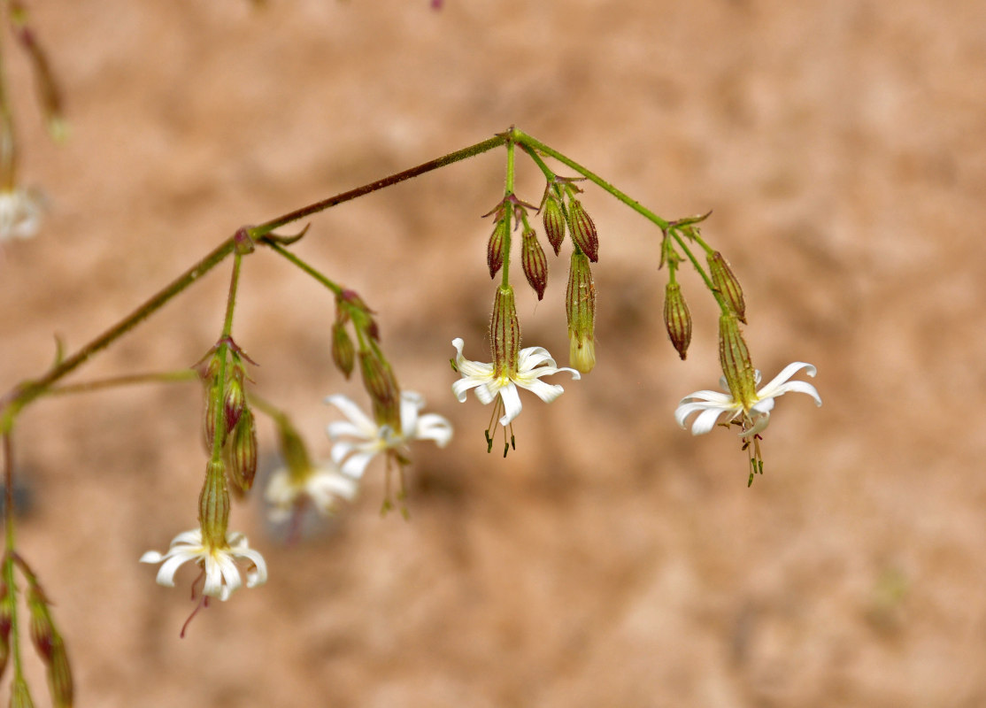 Image of Silene nutans specimen.