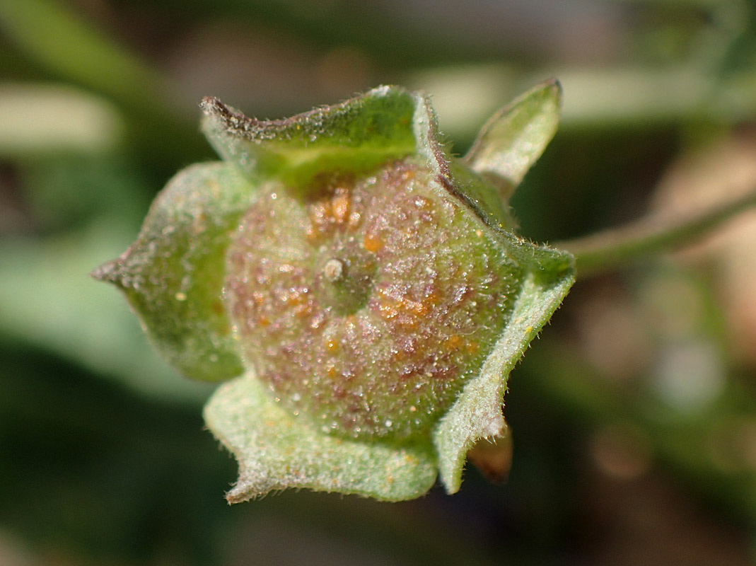 Изображение особи Malva sylvestris.