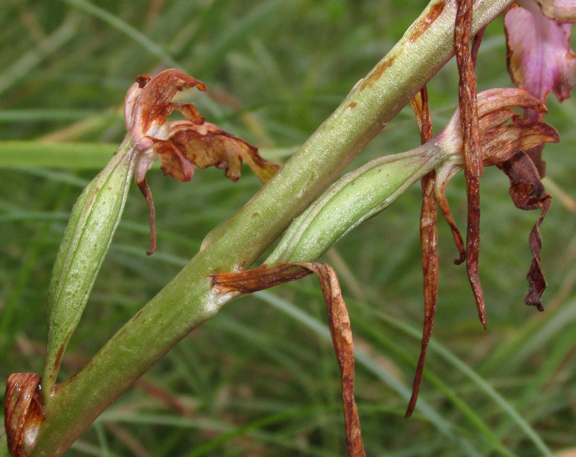 Изображение особи Himantoglossum formosum.