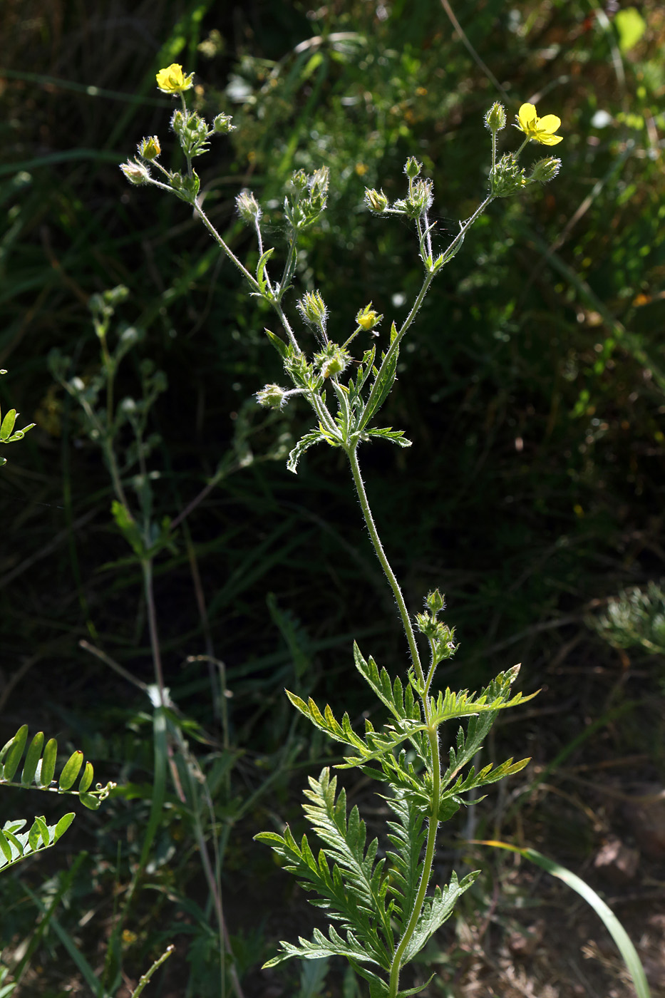 Image of Potentilla fedtschenkoana specimen.