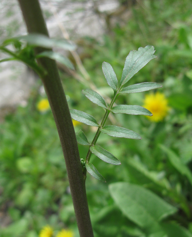 Image of Cardamine uliginosa specimen.