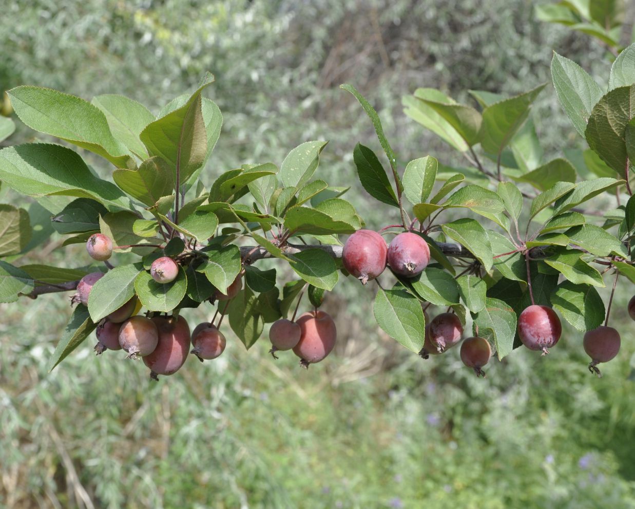 Изображение особи род Malus.