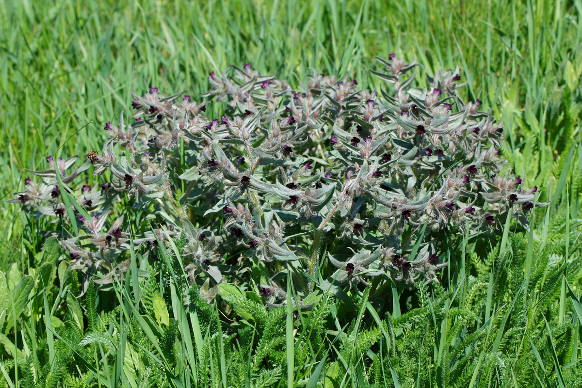 Image of Nonea rossica specimen.