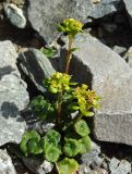 genus Chrysosplenium. Цветущее растение. Республика Саха (Якутия), Момский р-н, горная система Черского, хр. Улахан-Чистай, высокогорный массив Буордах, верховья р. Джапкапчан (приток р. Тирехтях). 26.07.2012.