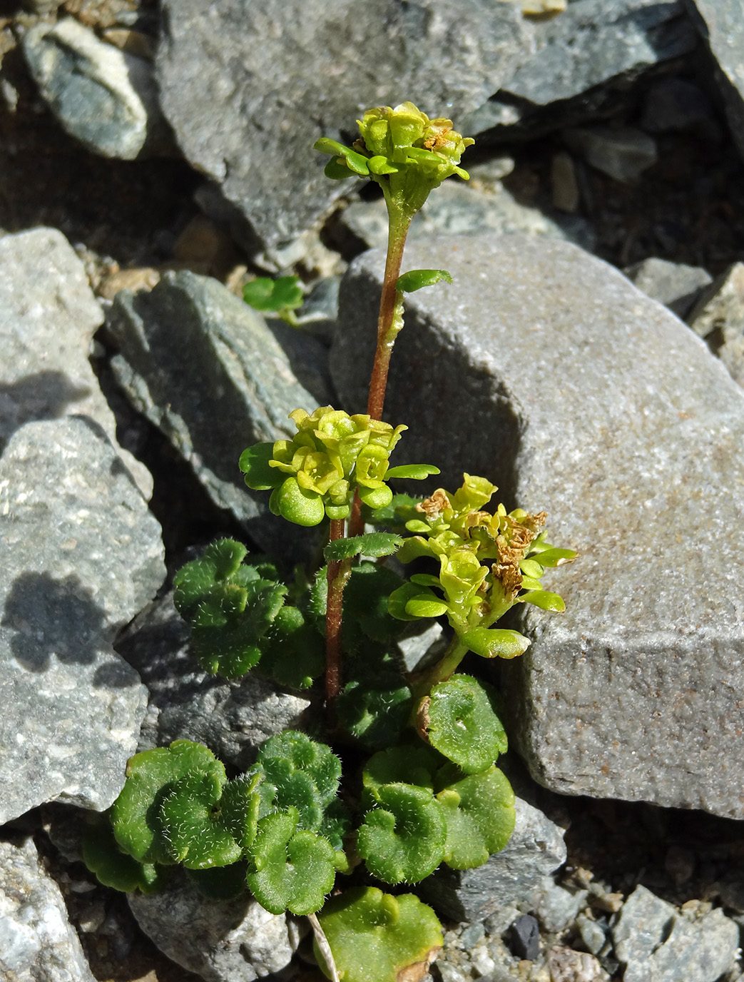 Image of genus Chrysosplenium specimen.