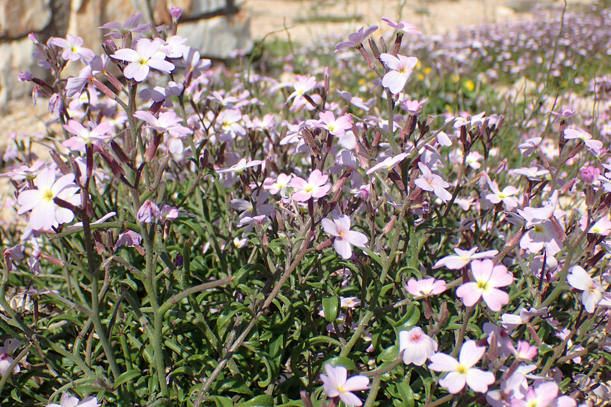 Image of Malcolmia flexuosa specimen.