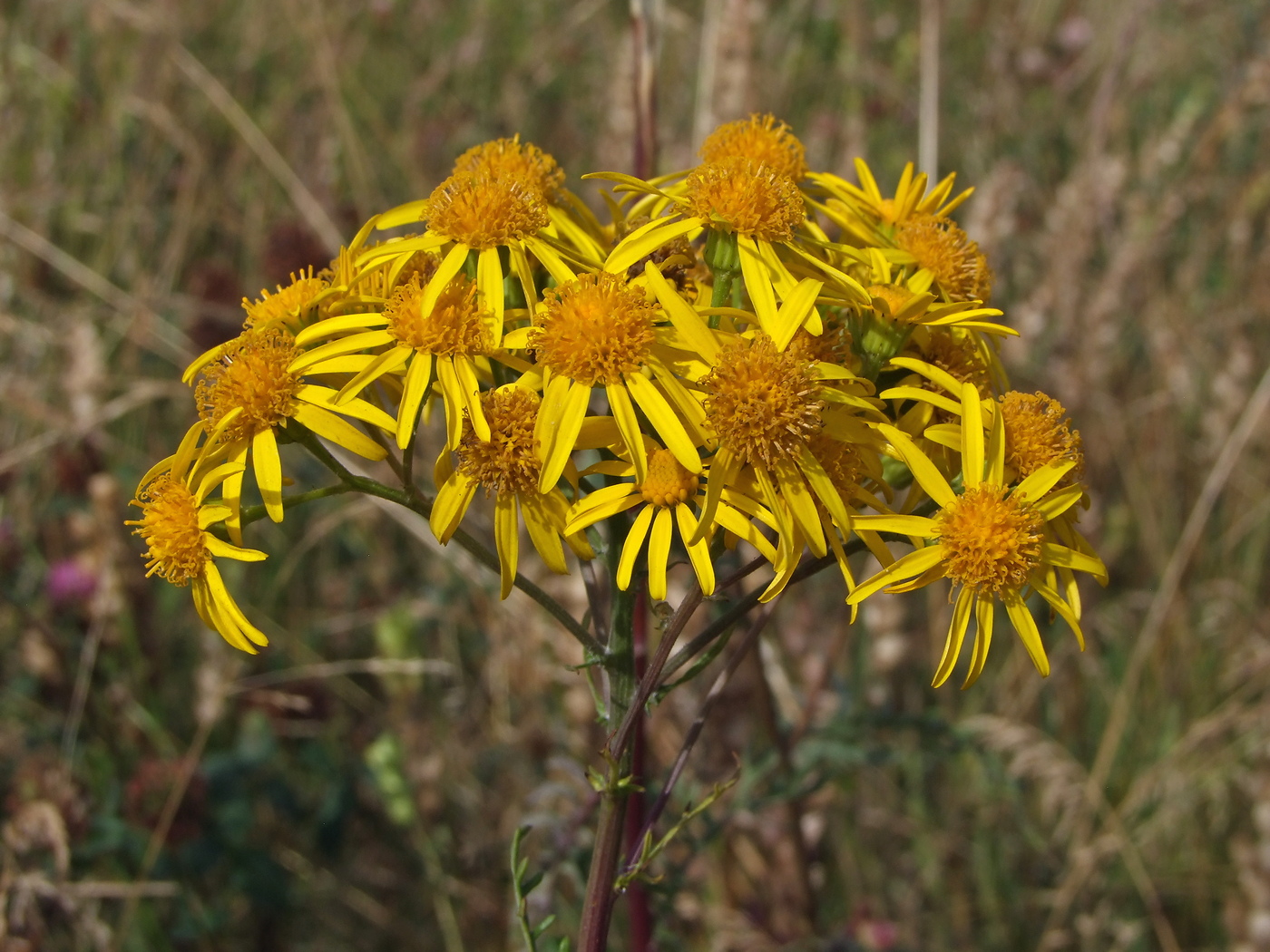 Изображение особи Senecio jacobaea.