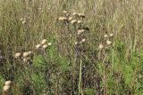 Carlina biebersteinii