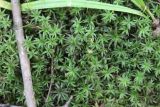 Atrichum undulatum. Вегетирующие растения. Москва, Битцевский лесопарк, под пологом широколиственного леса. 7 октября 2018 г.