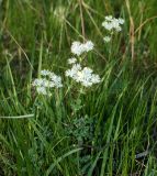 Thalictrum petaloideum. Цветущие растения. Юг Красноярского края, окр. ст. Минусинск. 03.06.2010.