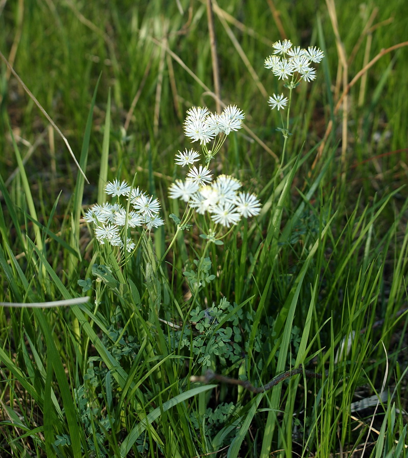 Image of Thalictrum petaloideum specimen.