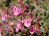 Teucrium divaricatum