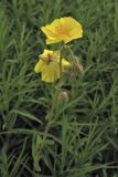 Helianthemum ovatum