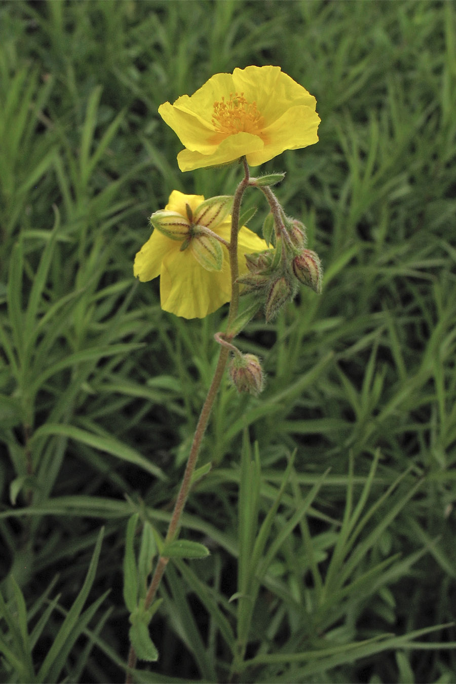 Image of Helianthemum ovatum specimen.