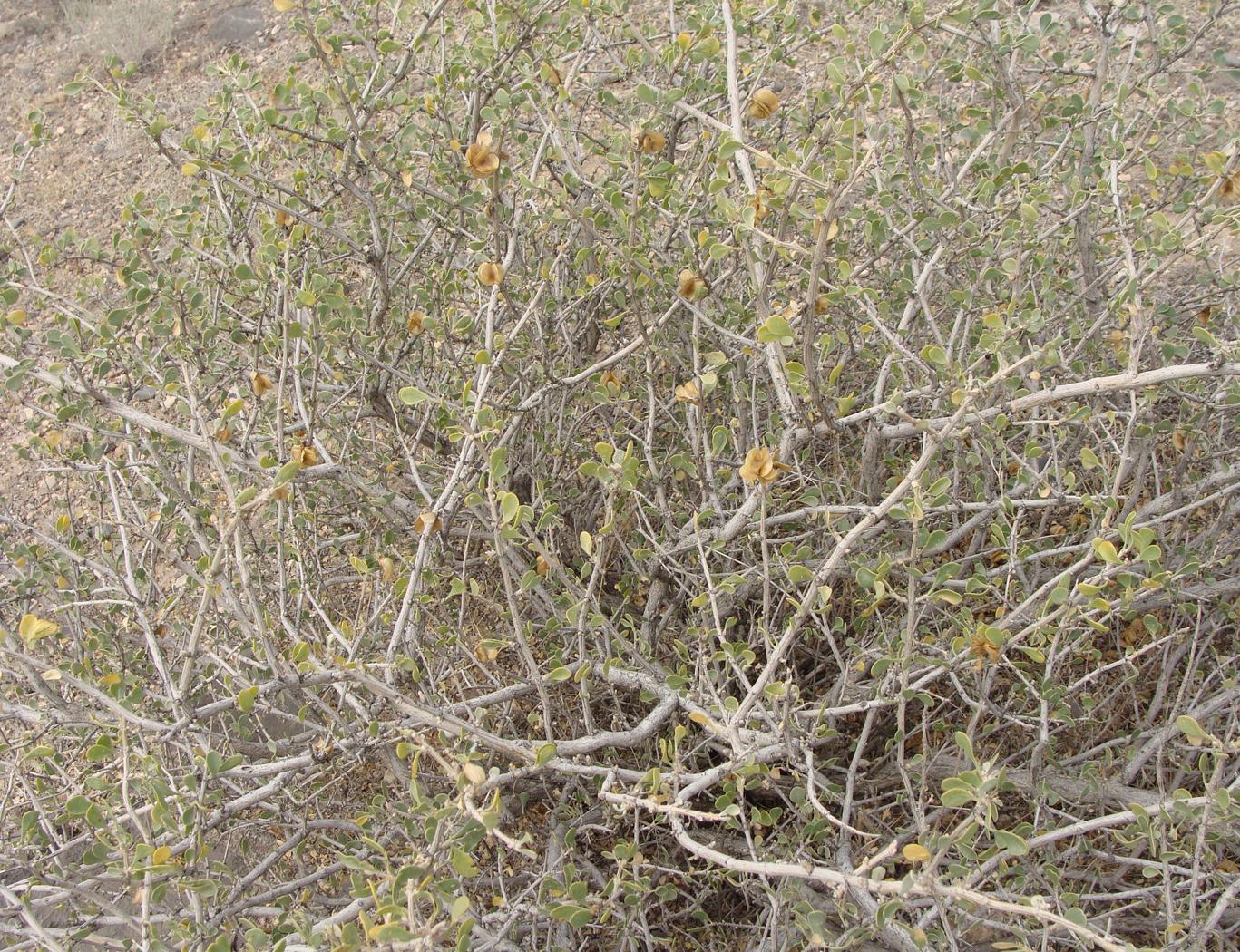 Image of Zygophyllum atriplicoides specimen.