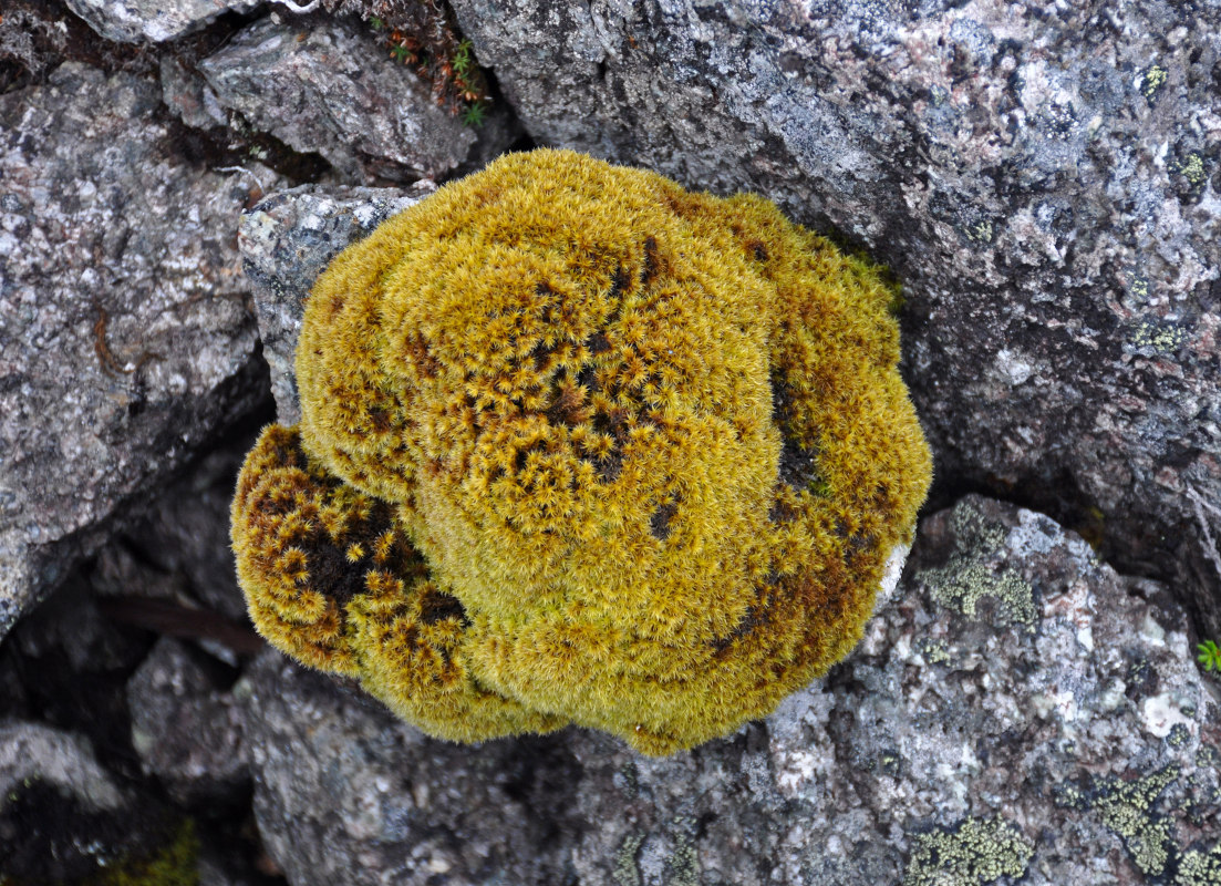 Image of Bucklandiella microcarpa specimen.