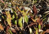 Dryas caucasica