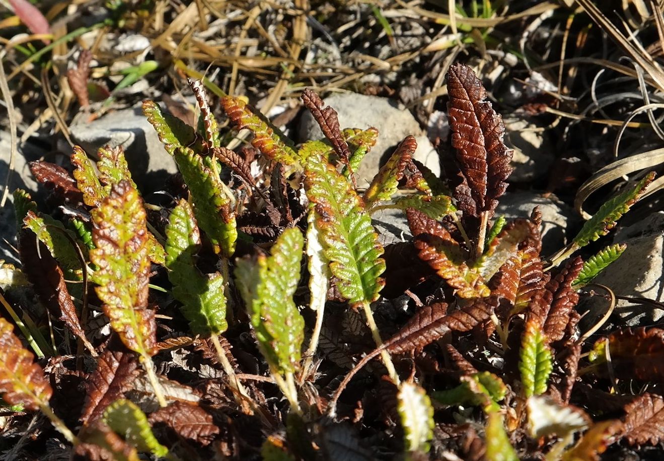 Image of Dryas caucasica specimen.