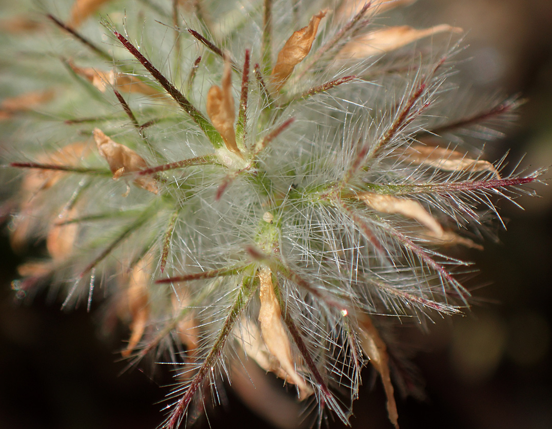 Image of Trifolium angustifolium specimen.