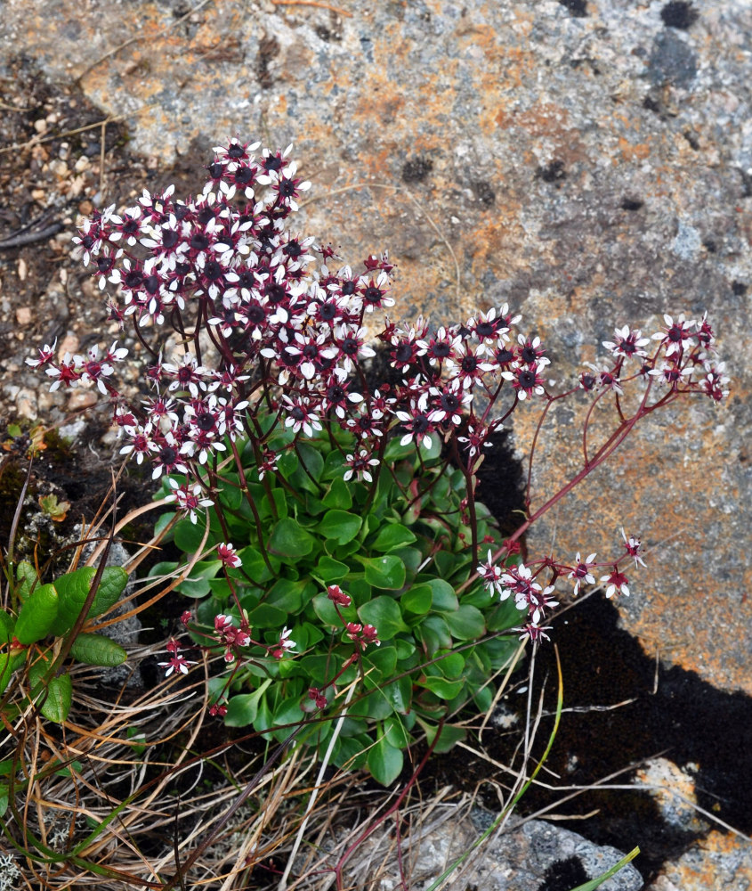 Image of Micranthes melaleuca specimen.